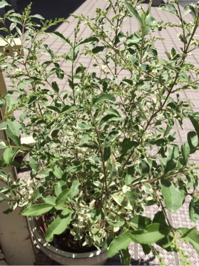 {7683AA41-A0EC-4001-8A2D-F1C9078CF12C}