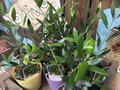 {01906A85-6CE6-4725-948C-6662362ECA9E}