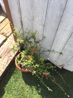 blog_import_591e4e6731480